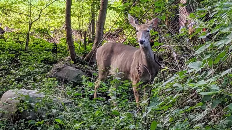 Artesian Fields County Park - Elmwood Park, NJ