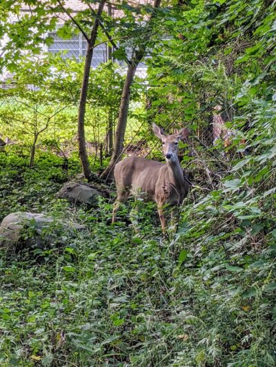 Artesian Fields County Park - Elmwood Park, NJ