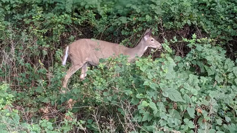 Artesian Fields County Park - Elmwood Park, NJ