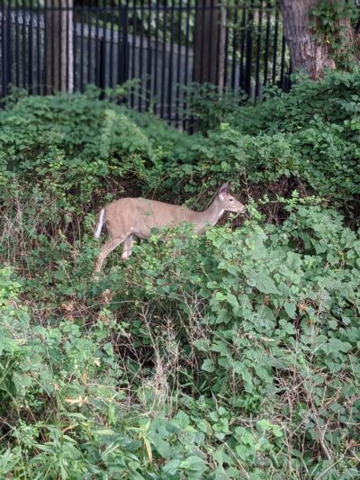 Artesian Fields County Park - Elmwood Park, NJ