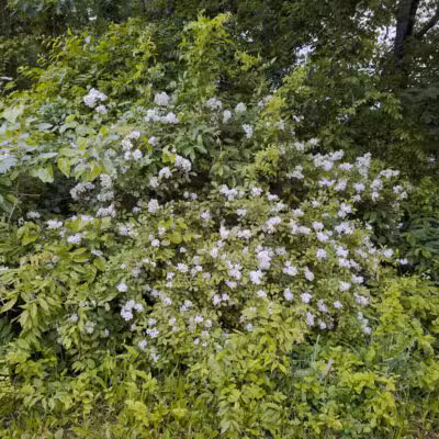 Cherry Hill Park - Elmwood Park, NJ