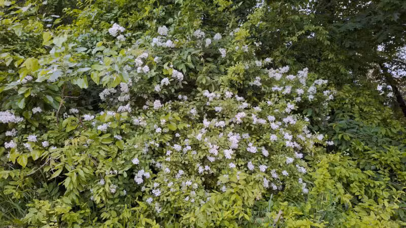 Cherry Hill Park - Elmwood Park, NJ