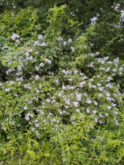 Cherry Hill Park - Elmwood Park, NJ