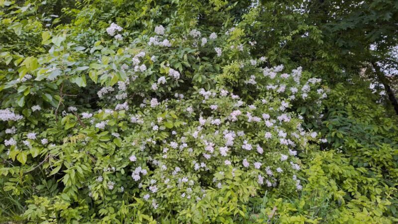 Cherry Hill Park - Elmwood Park, NJ