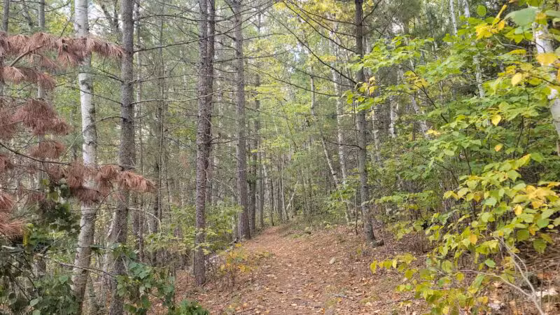 Dry Lake Loop Trailhead - Ely, MN