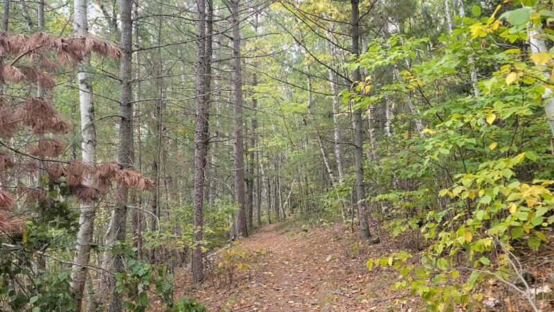 Dry Lake Loop Trailhead - Ely, MN