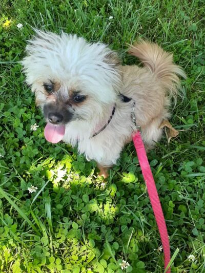 Denning Park - Englewood, NJ