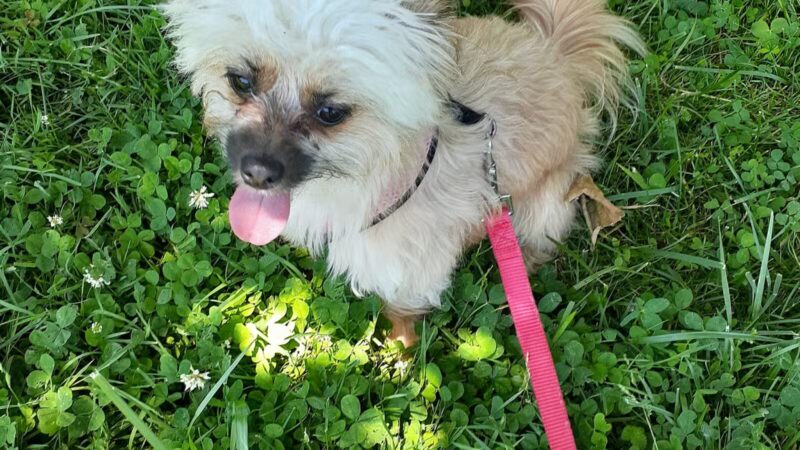 Denning Park - Englewood, NJ