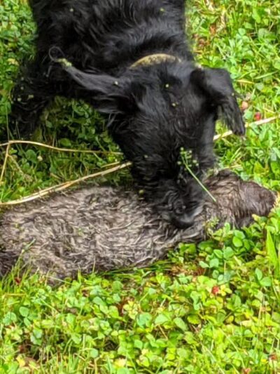 Denning Park - Englewood, NJ