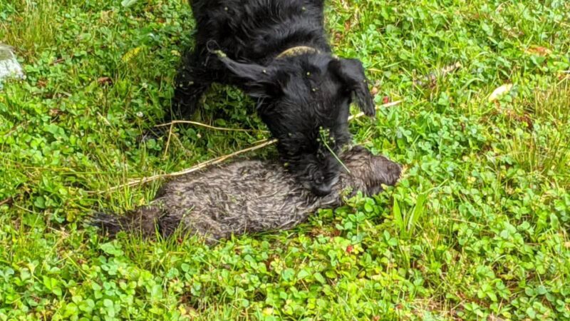 Denning Park - Englewood, NJ