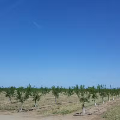 Shadowood Park - Escalon, CA