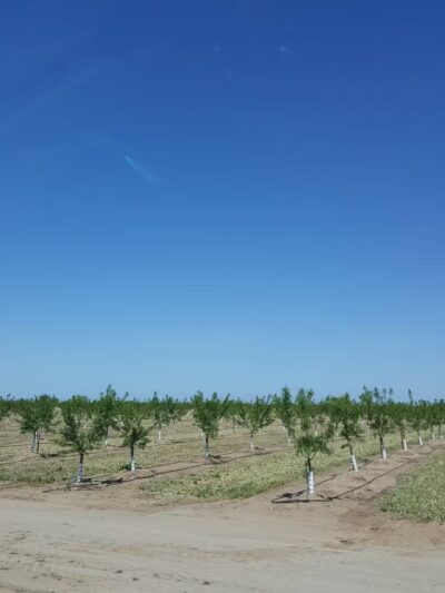 Shadowood Park - Escalon, CA