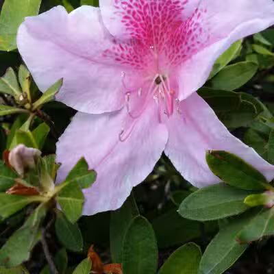 Swanson Park - Escalon, CA