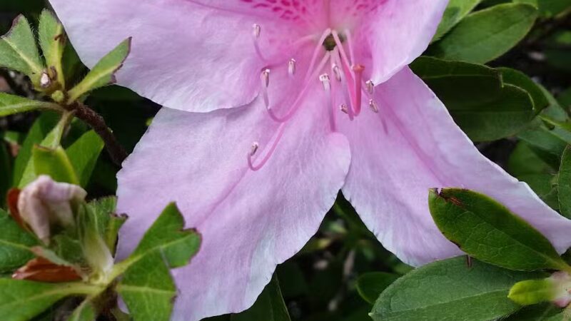 Swanson Park - Escalon, CA