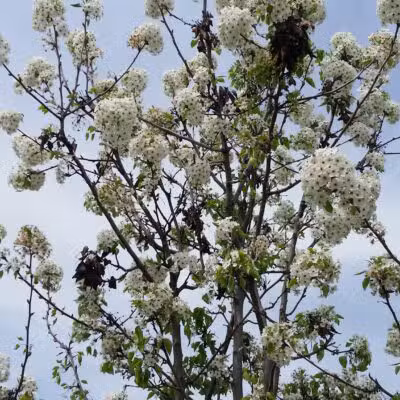 Swanson Park - Escalon, CA