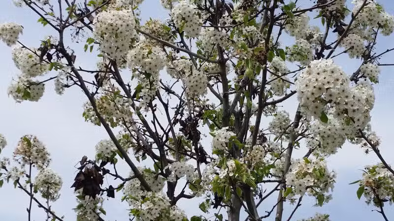 Swanson Park - Escalon, CA