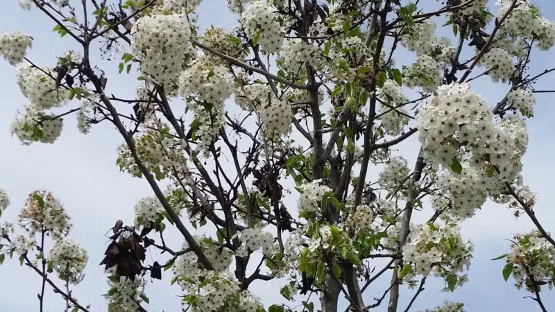 Swanson Park - Escalon, CA