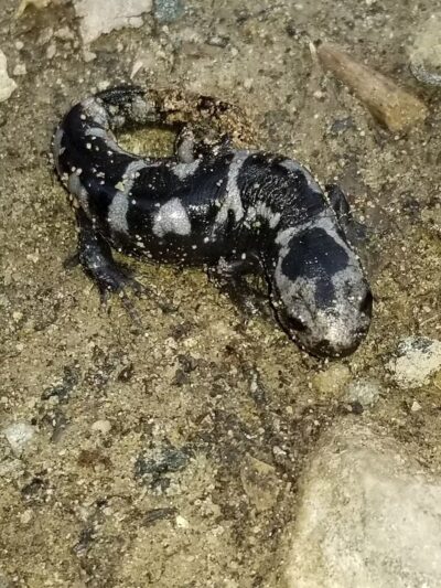 Pottery Farm Park - Essex, MD