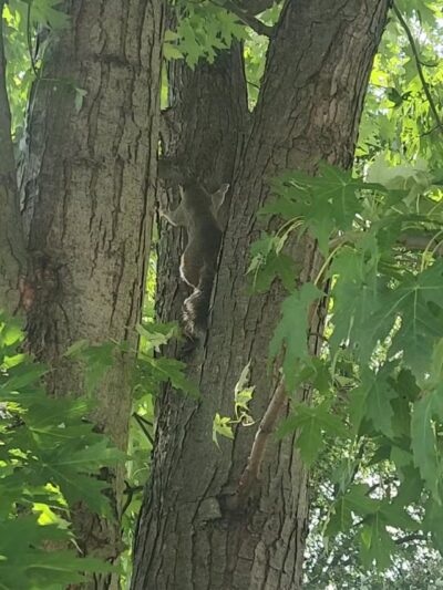 Sussex Community Park - Essex, MD