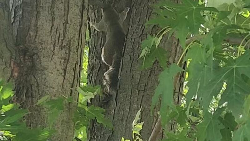 Sussex Community Park - Essex, MD