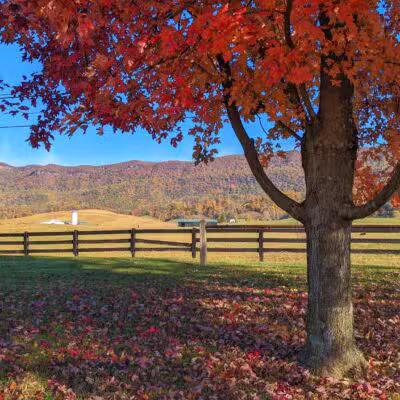 Wilderness Rd Trail East Trailhead Parking - Ewing, VA