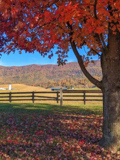 Wilderness Rd Trail East Trailhead Parking - Ewing, VA
