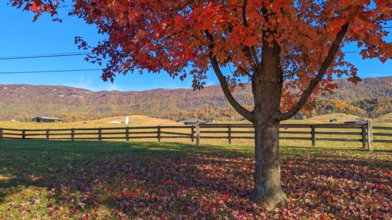 Wilderness Rd Trail East Trailhead Parking - Ewing, VA