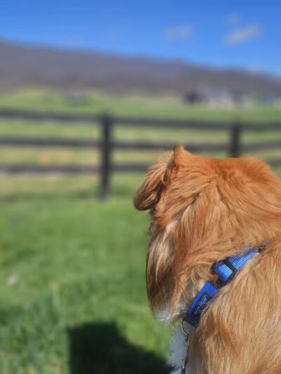 Wilderness Rd Trail East Trailhead Parking - Ewing, VA