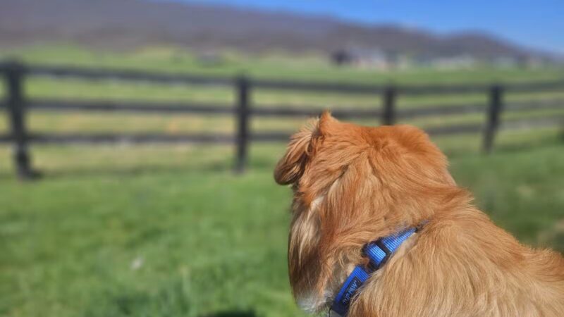 Wilderness Rd Trail East Trailhead Parking - Ewing, VA