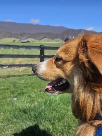 Wilderness Rd Trail East Trailhead Parking - Ewing, VA