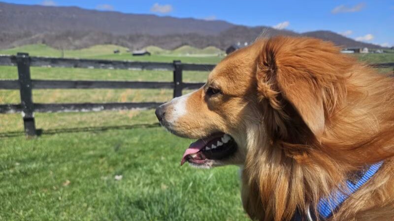 Wilderness Rd Trail East Trailhead Parking - Ewing, VA