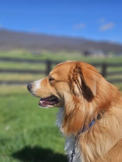 Wilderness Rd Trail East Trailhead Parking - Ewing, VA