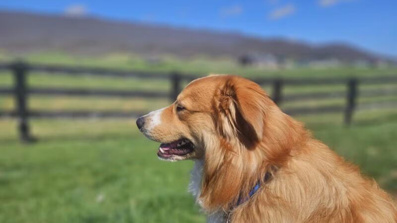 Wilderness Rd Trail East Trailhead Parking - Ewing, VA