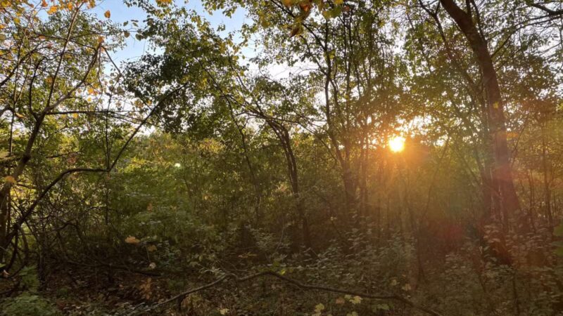 Burton Park - Excelsior, MN