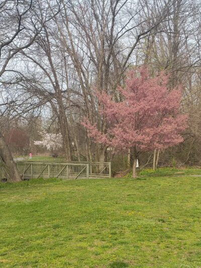 Saddle river county park- fairlawn area - Fair Lawn, NJ