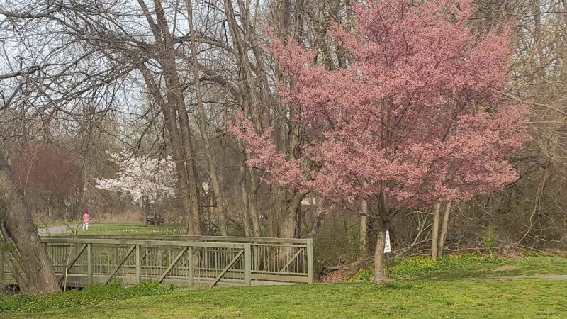 Saddle river county park- fairlawn area - Fair Lawn, NJ