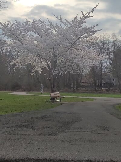 Saddle river county park- fairlawn area - Fair Lawn, NJ