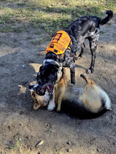 Liberty Pond And Dog Park - Fallon, NV