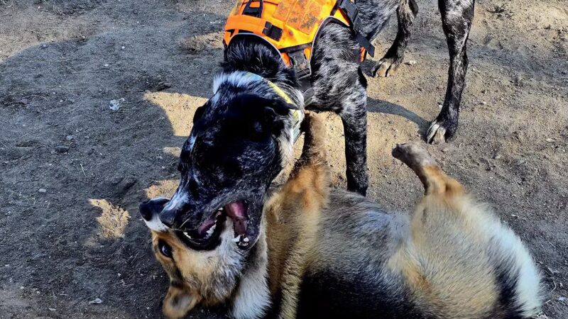 Liberty Pond And Dog Park - Fallon, NV