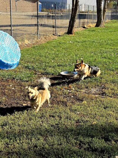 Liberty Pond And Dog Park - Fallon, NV