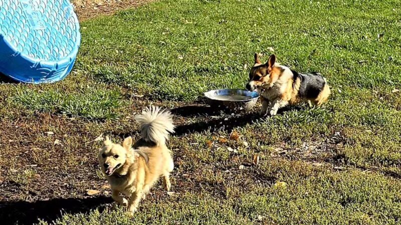 Liberty Pond And Dog Park - Fallon, NV