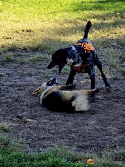 Liberty Pond And Dog Park - Fallon, NV