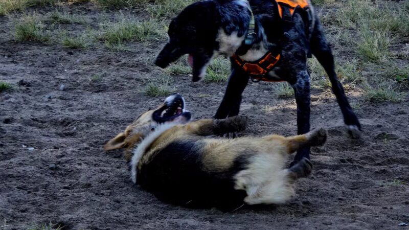 Liberty Pond And Dog Park - Fallon, NV