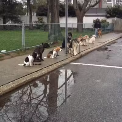 Best Friend's Dog Training - Farmingdale, NY
