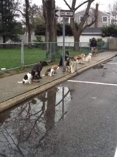 Best Friend's Dog Training - Farmingdale, NY