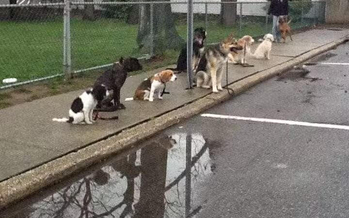 Best Friend's Dog Training - Farmingdale, NY