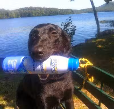 Best Friend's Dog Training - Farmingdale, NY