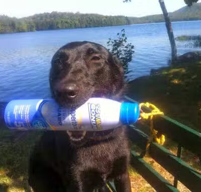 Best Friend's Dog Training - Farmingdale, NY