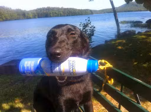 Best Friend's Dog Training - Farmingdale, NY