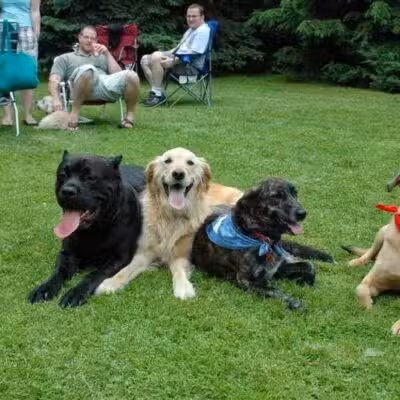 Best Friend's Dog Training - Farmingdale, NY